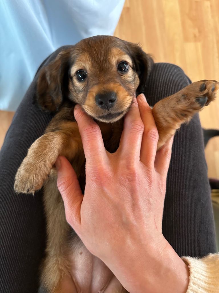 Long Haired Miniature Dachshund Puppies 1 girl left! 