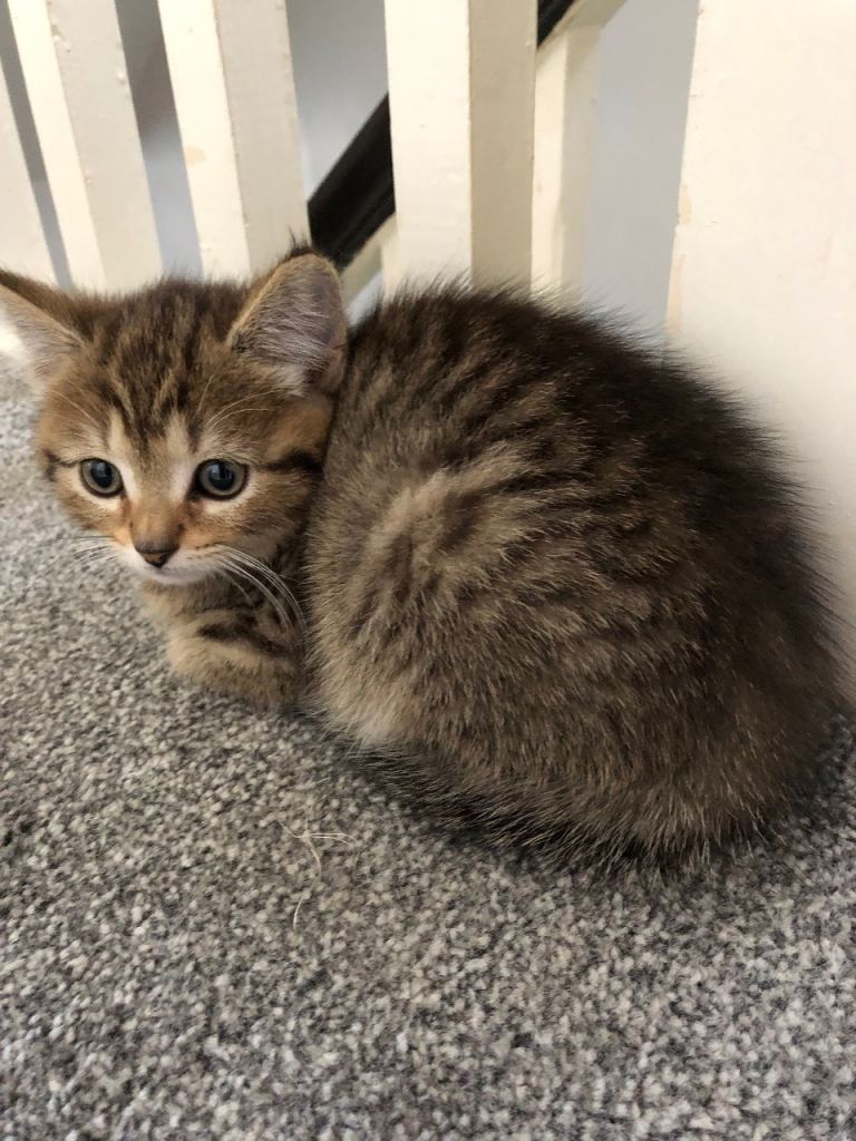 Tabby female kitten 