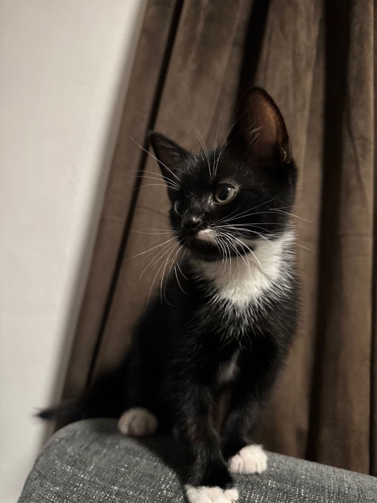 Black-boy White-girl The kittens are able to eat well and are toilet trained