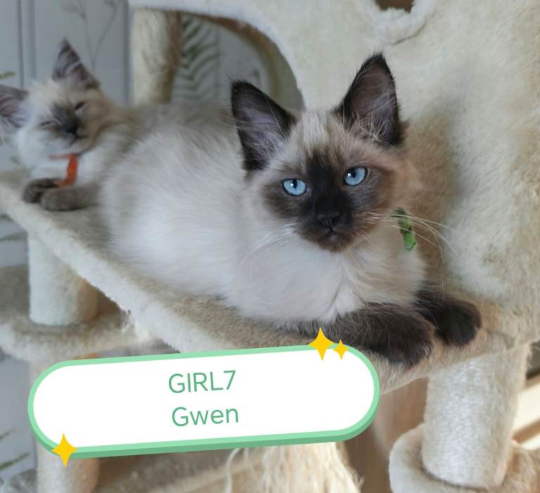 Ragdoll 