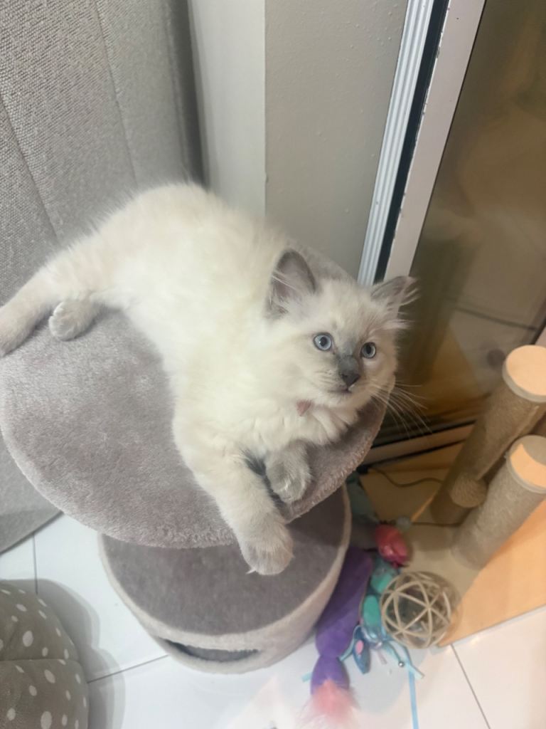 Ragdoll grey point  kitten girl 