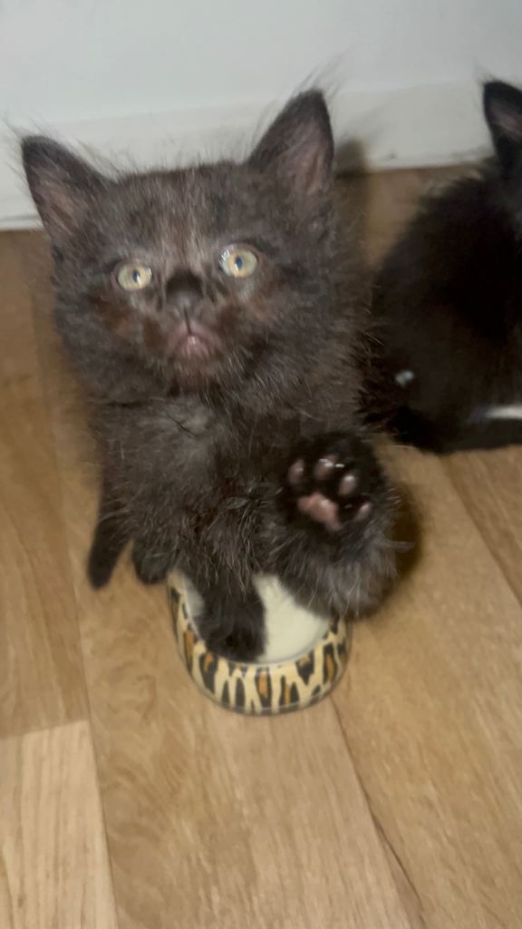 Beautiful kittens £60