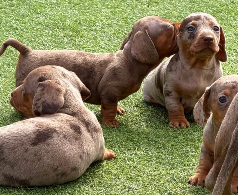Dachshund puppies looking for their forever homes