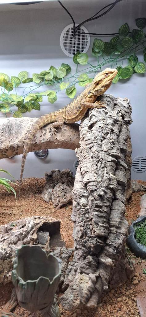 Bearded dragon & Full set up..male, 17 months old