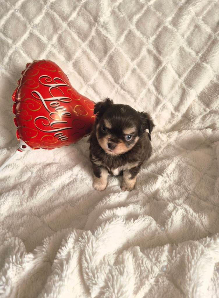 Chocolate - tri chihuahua 