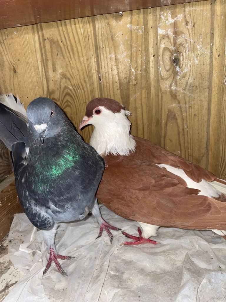 Pairs of pigeons 