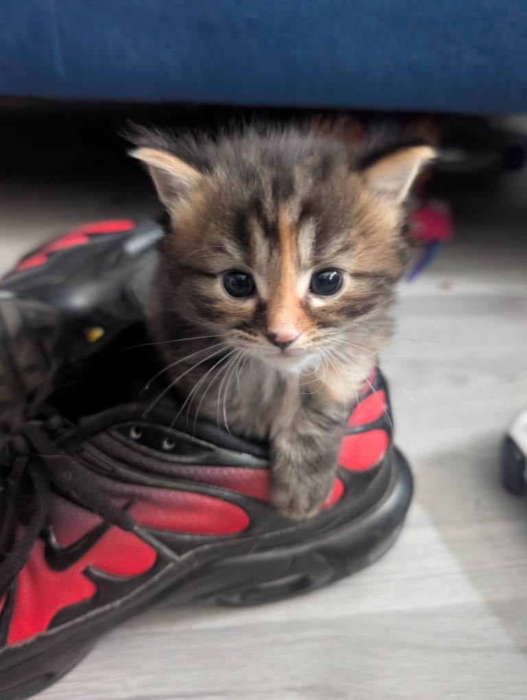 Adorable little ones looking for forever home.