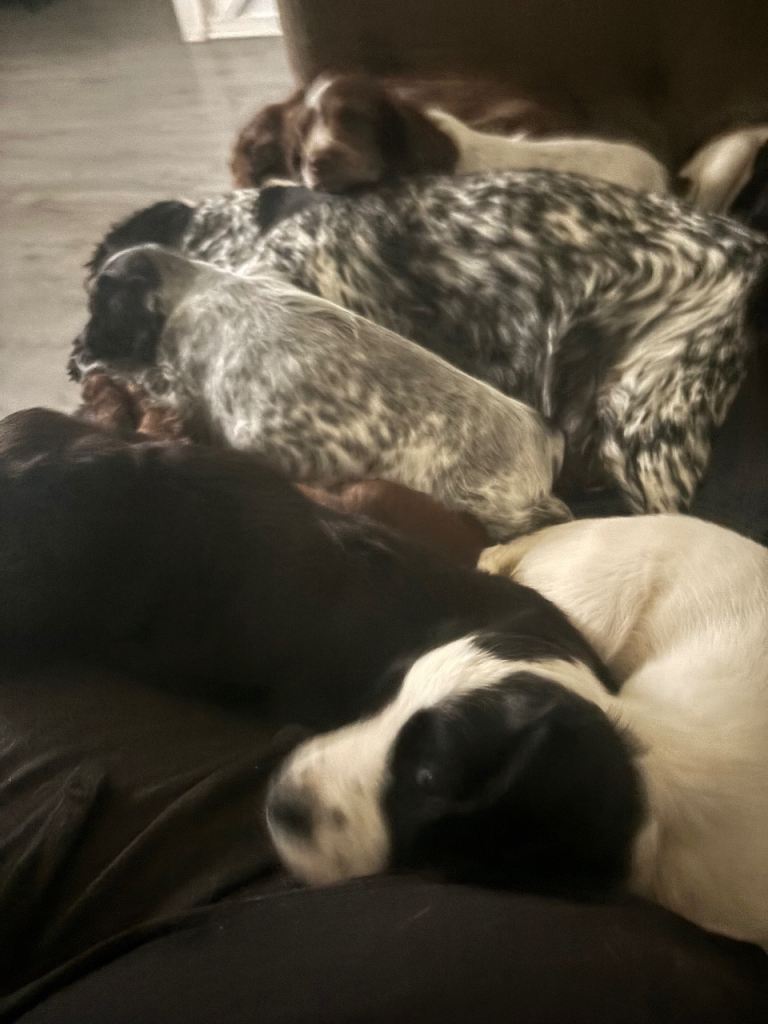 Cocker puppies 