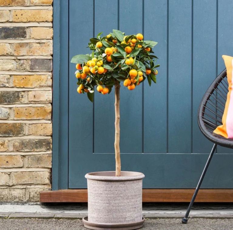 Orange calamondin 