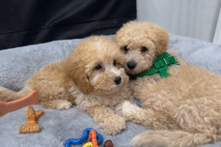 Cavapoo Males 