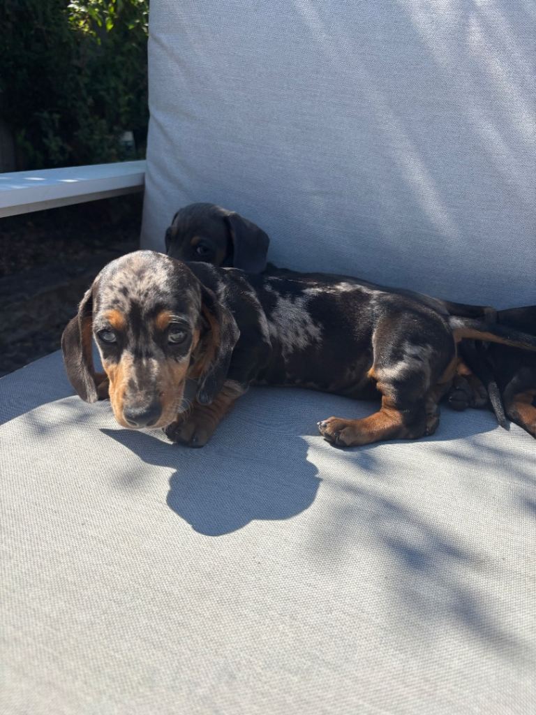 Gorgeous puppies ready now