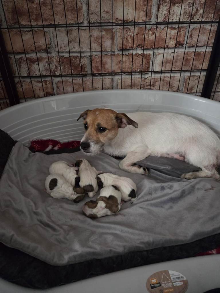 Jack Russell puppies