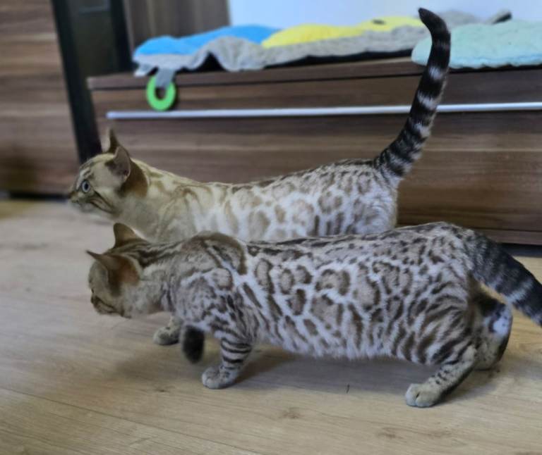 Tica registered bengal boys 