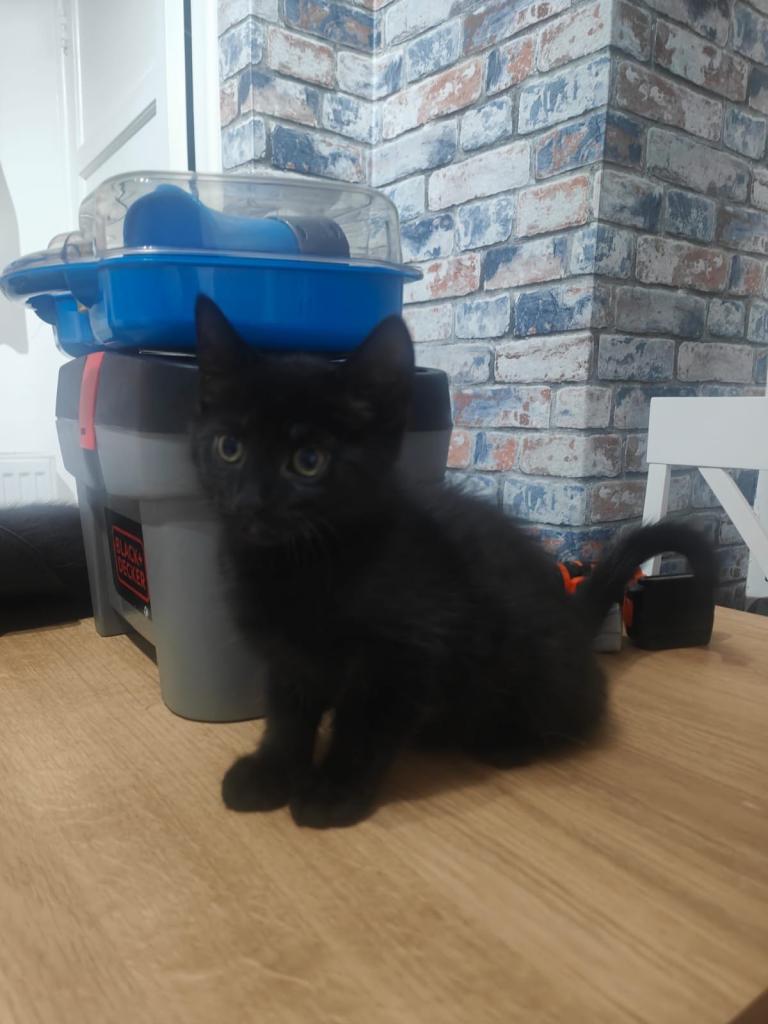 Kittens 