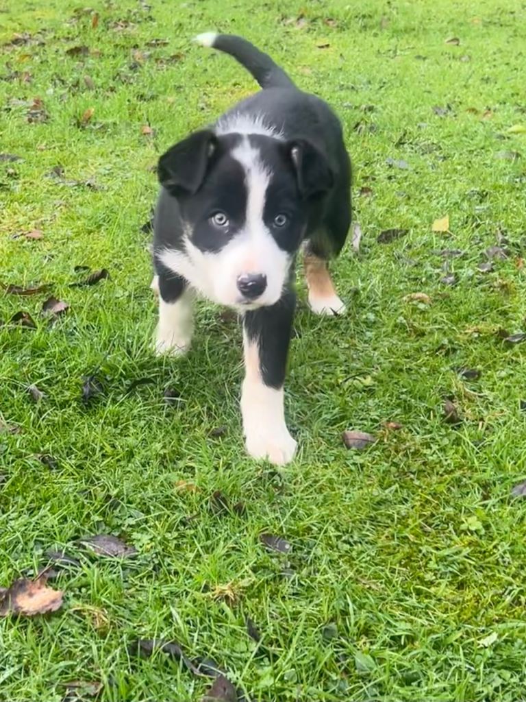 Collie pups
