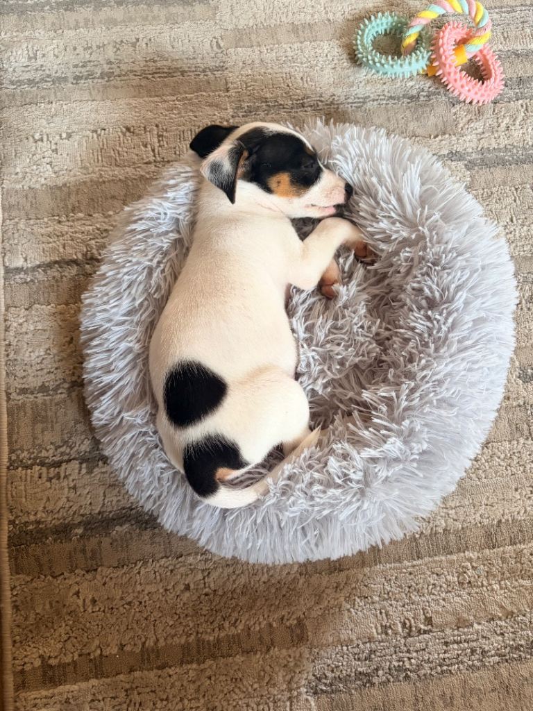 Miniature Jack Russell 