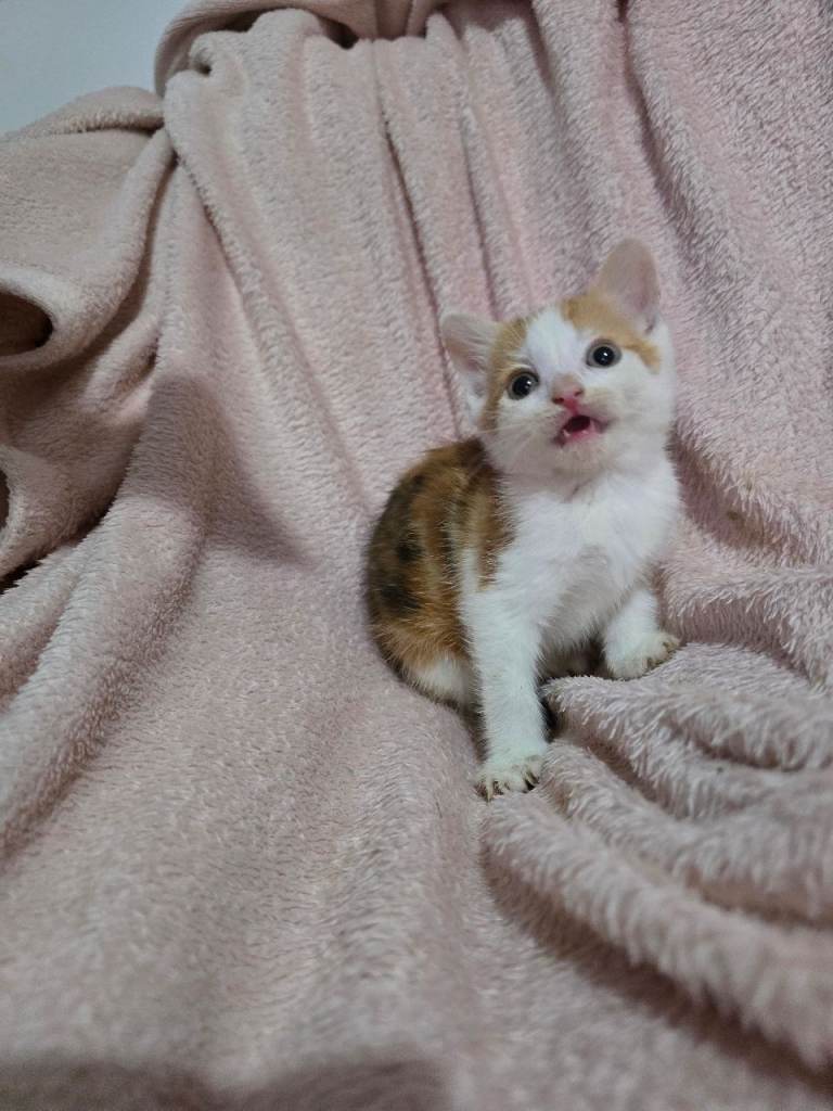 Adorable Kittens Looking for Loving Forever Homes! 🐾