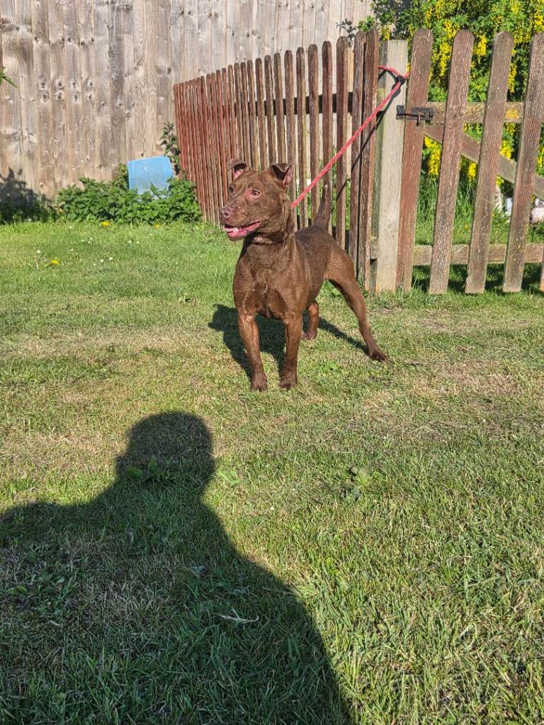  Patterdale terriers 