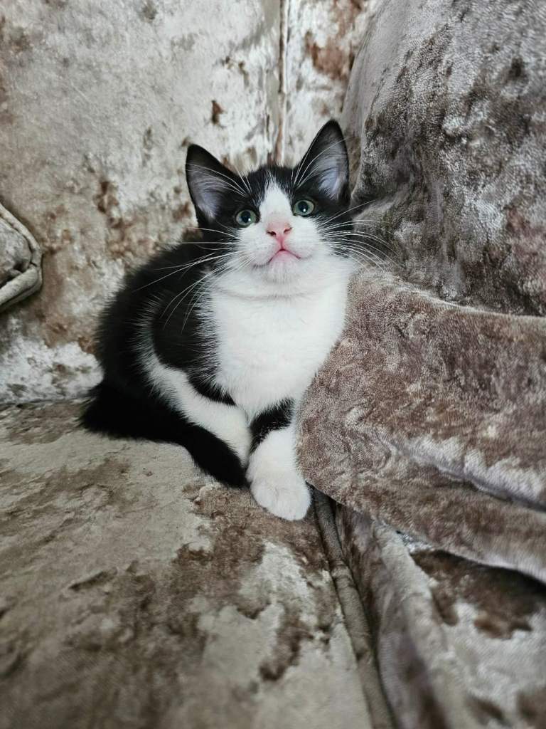 Female kitten