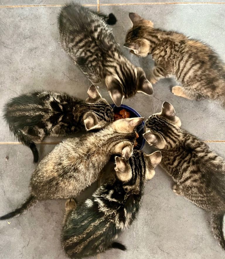 Gold Glitter Bengal X Kittens With Famous References! 