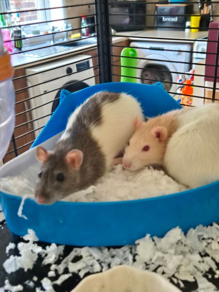 2 female Rats about 9 months old