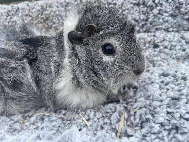 Guinea Pig girls for sale