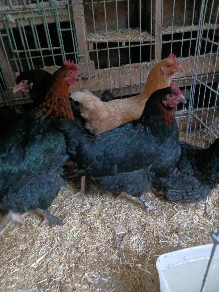 Wild broodi chicken and silky Rooster and Black rock for sale