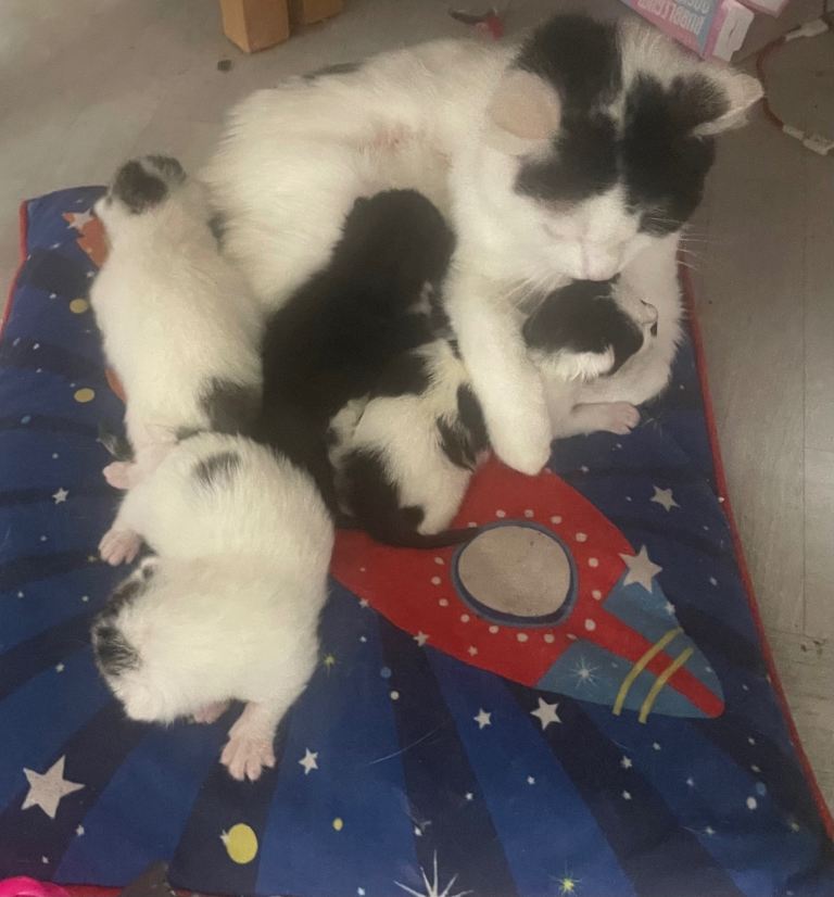 Kittens
