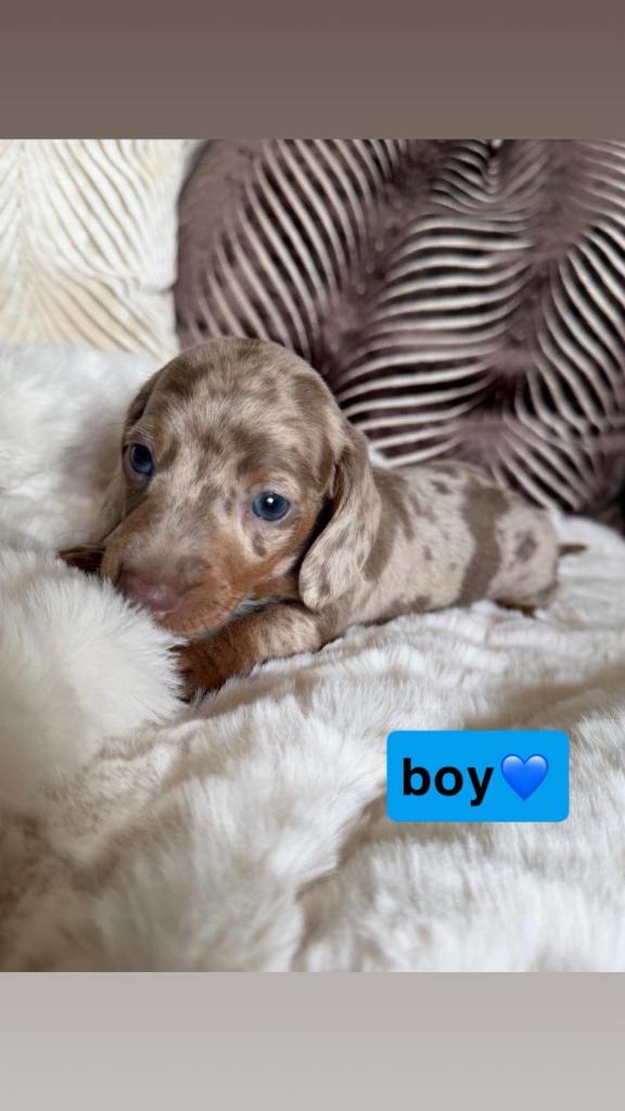 Kc registered minature dachshund puppies for sale 