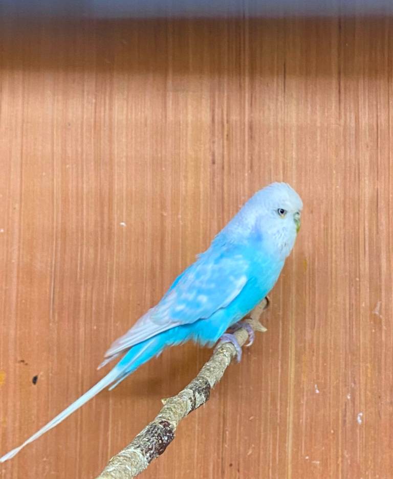 Quality Baby Budgies for sale 