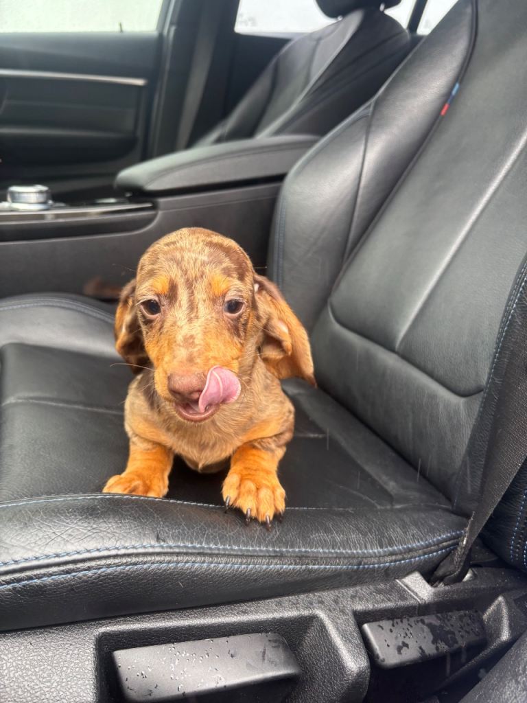 Dachshund Puppy