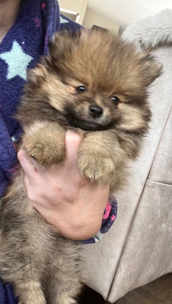 Pomeranian puppy