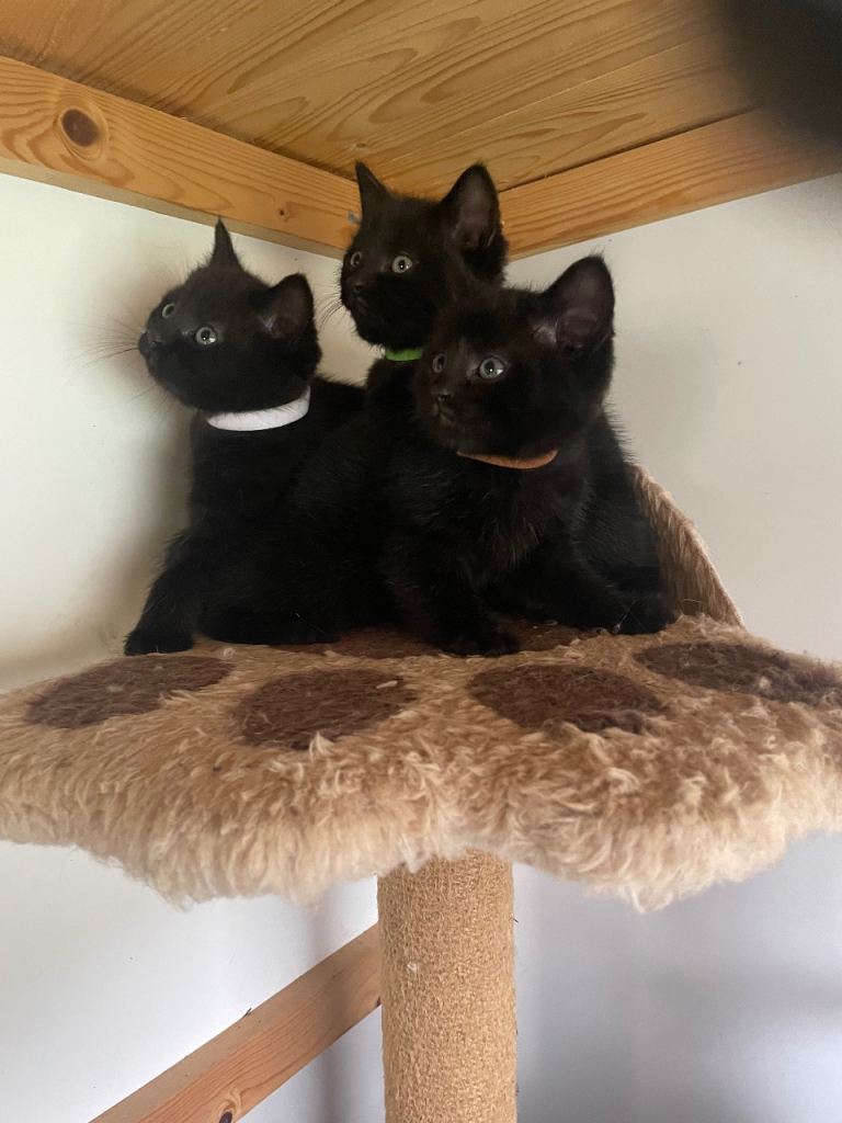 The kittens are ready for new home.