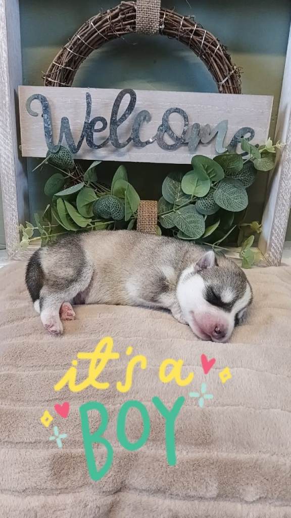 Puppy huskys 