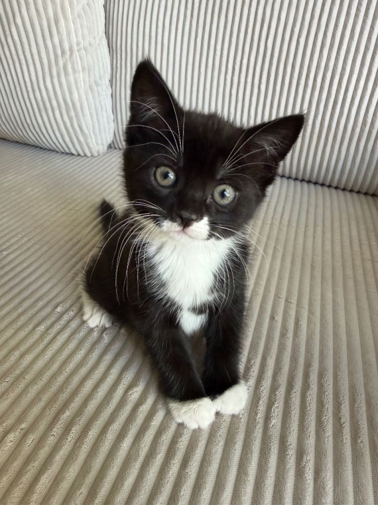 ❤️ **Adorable Kittens Looking for Their Forever Homes\!** ❤️  