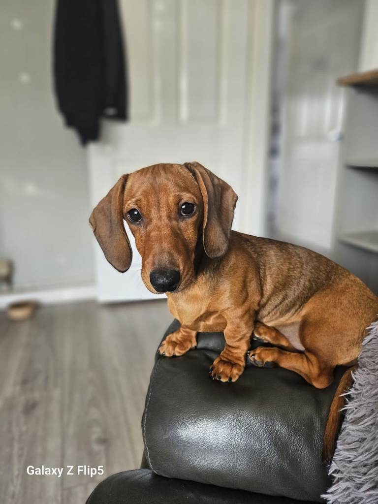 Daschund 