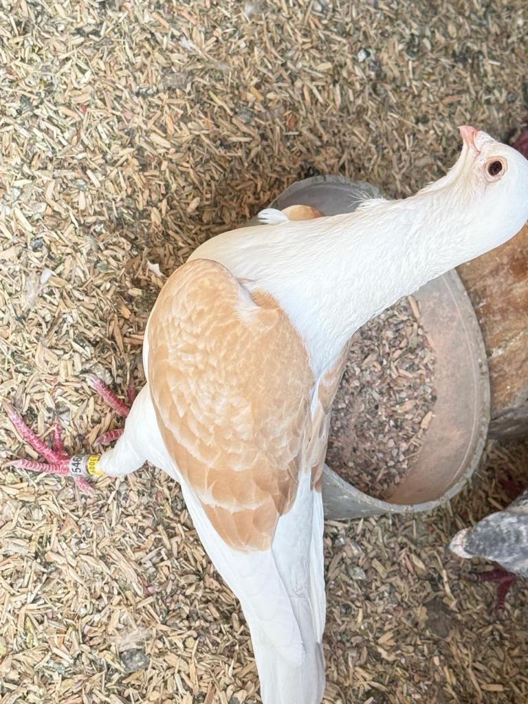 Saddle racing pigeons 