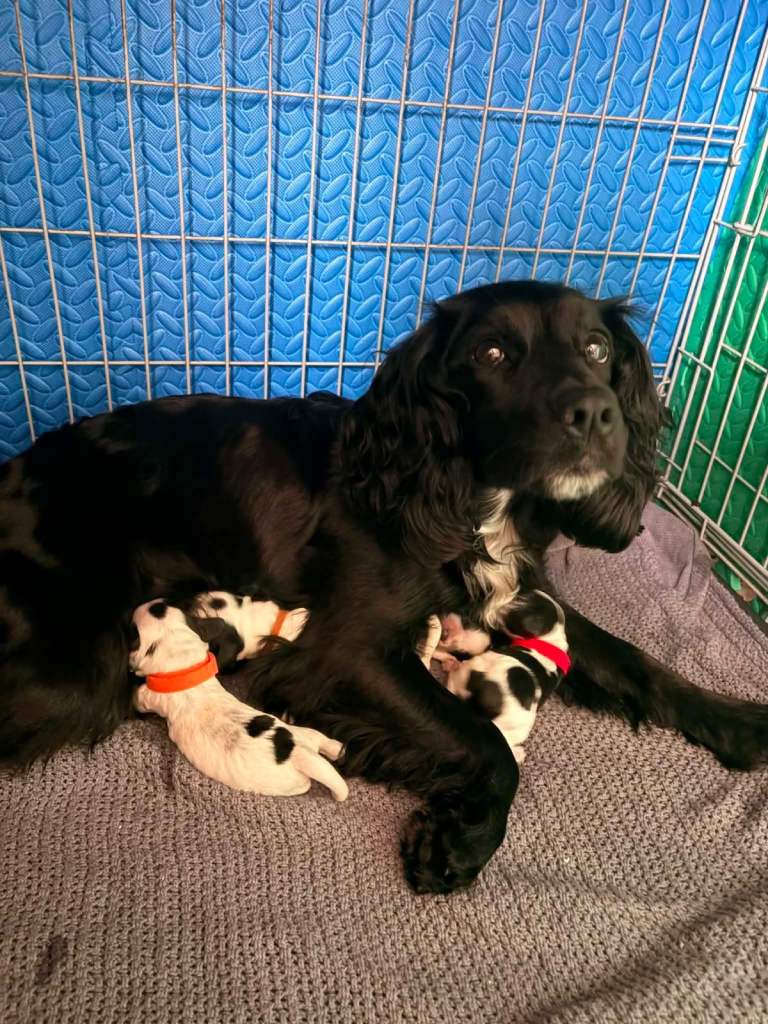 Cocker spaniel puppies 