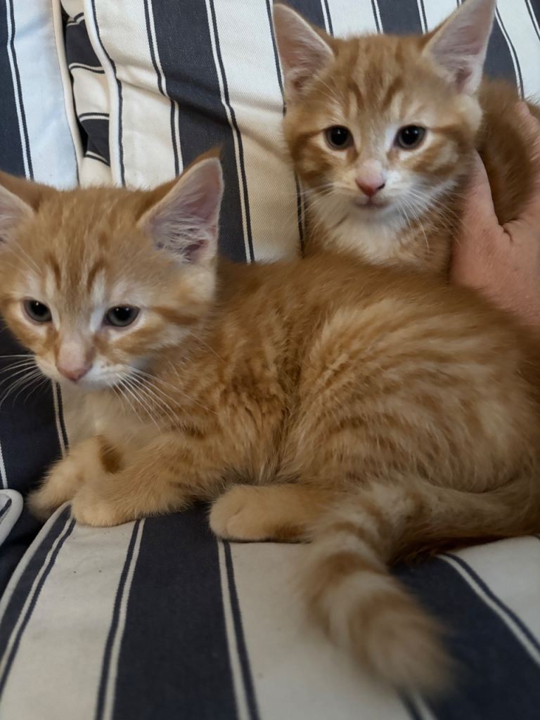 Chunky fluffy kittens