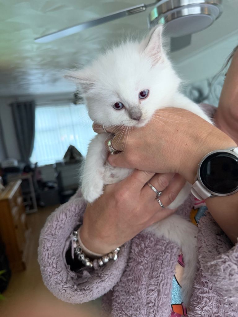 Beautiful blue point ragdoll kittens ready now!!!