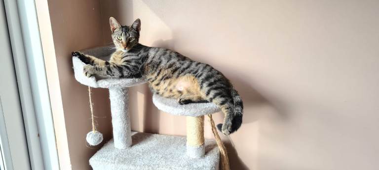 4 year old tabby cat, neutered and microchiped 