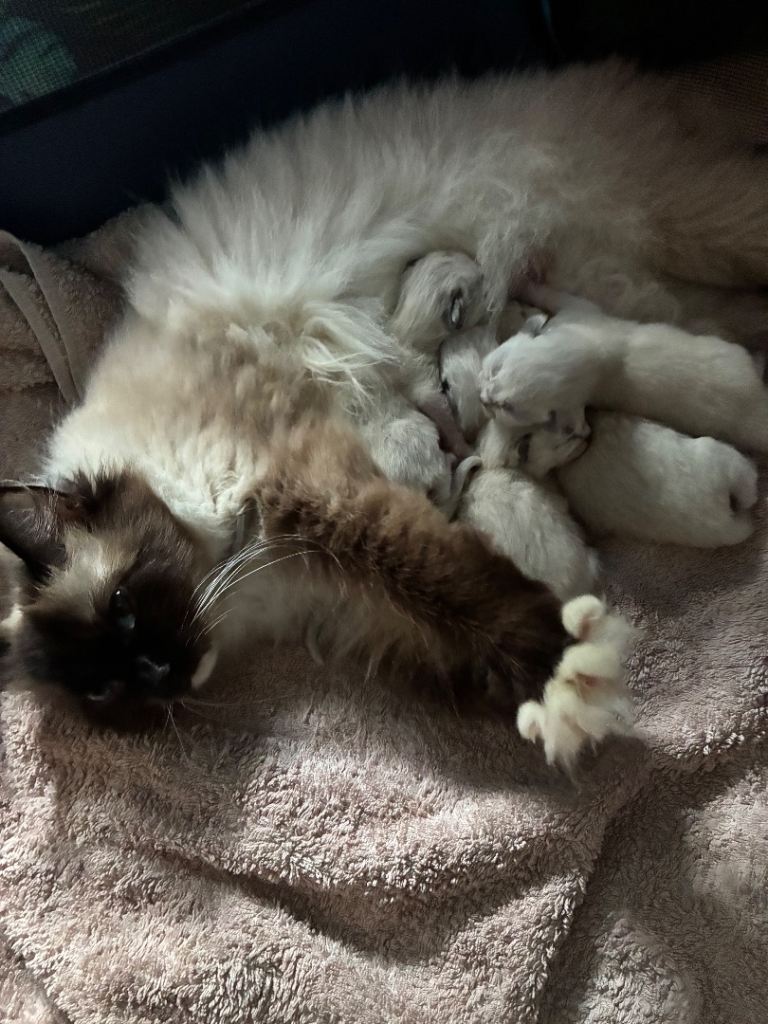 Ragdoll kittens 
