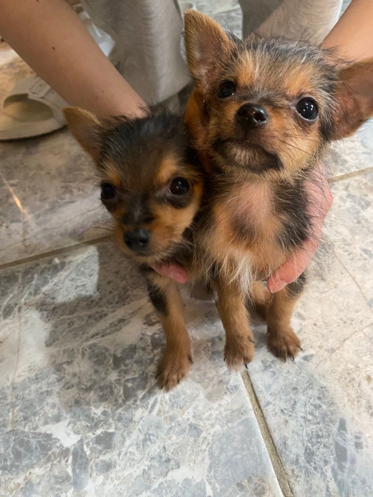 Yorkie pups