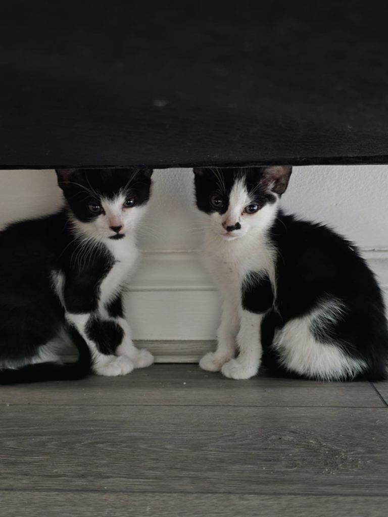 Luke and Lola 10 weeks old 
