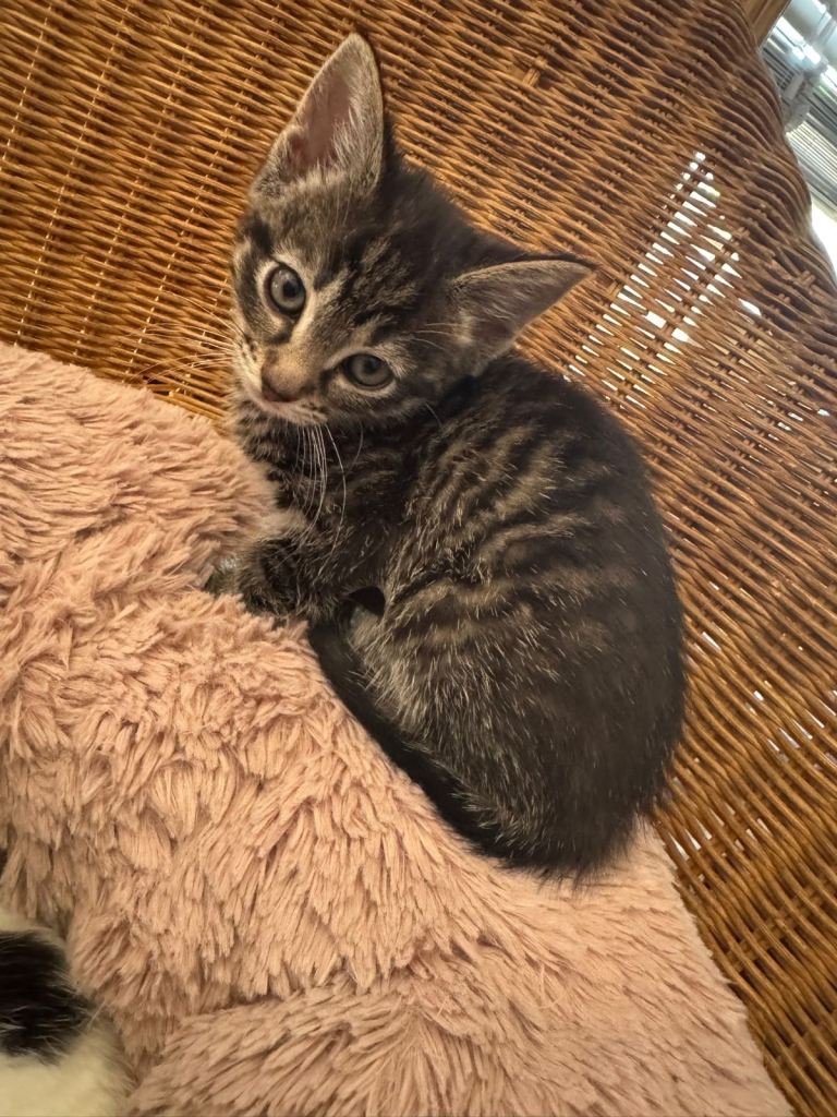 Adorable kittens looking for a loving home 