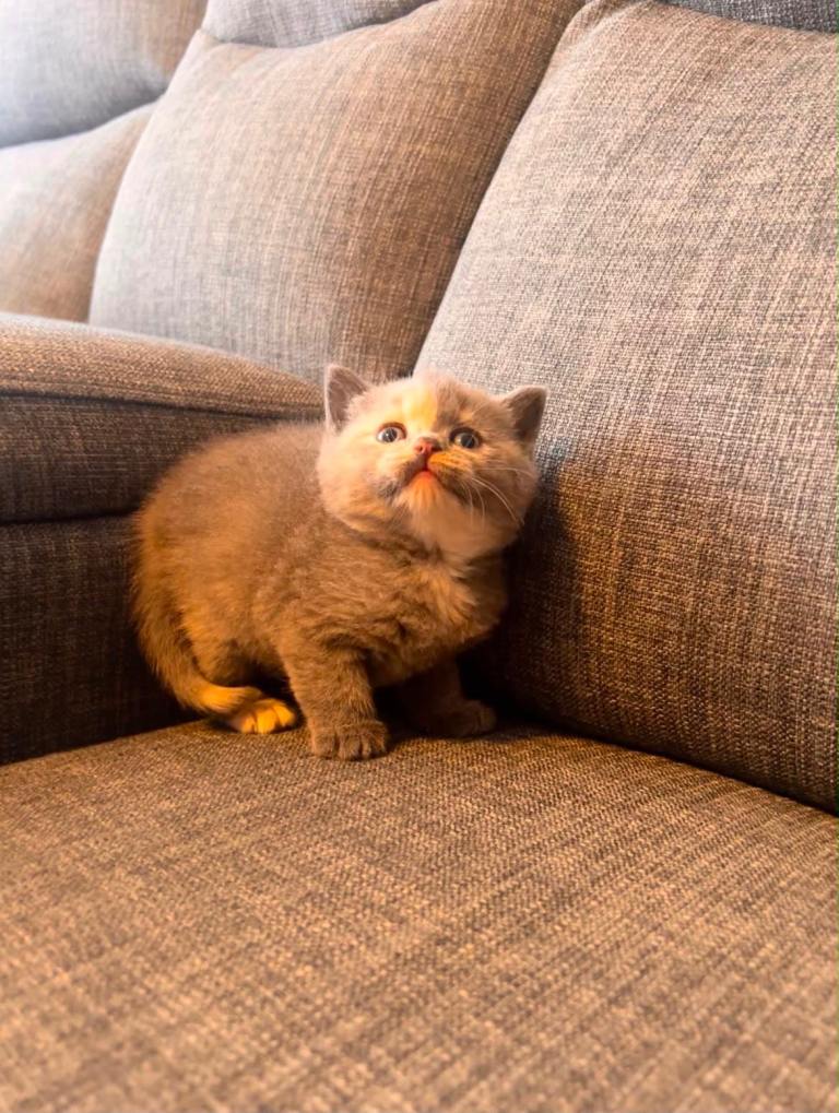 Beautiful British Shorthair Kittens – Blue Cream Tortie Active and GCCF Registered