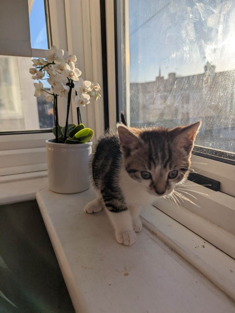 Boy Kitten for Sale 9 weeks * Ready to Leave*