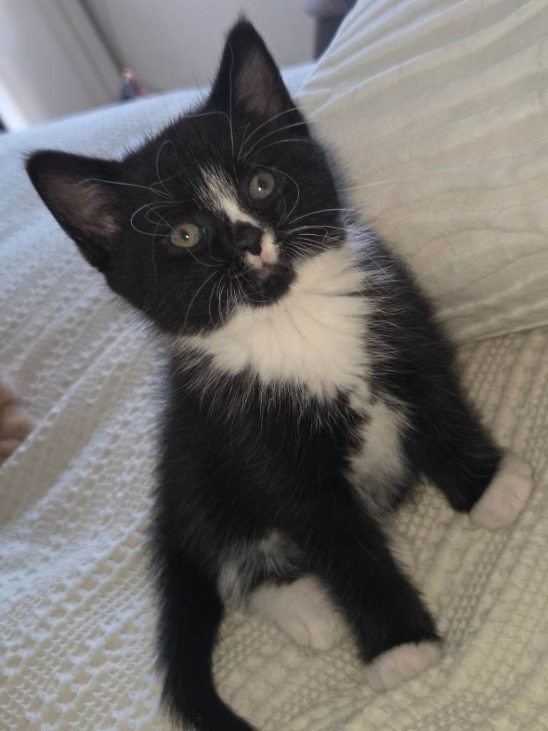 Kitten female