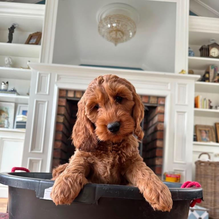 F1 Fox Red Cockapoo Pups
