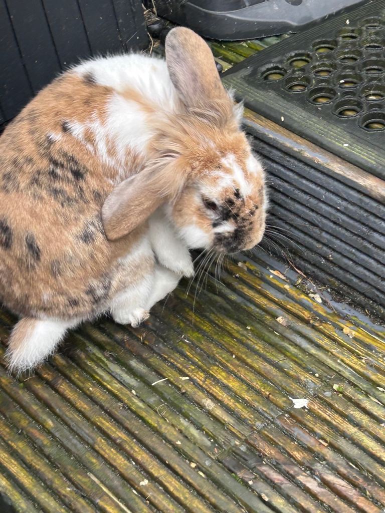 Lion lop rabbits 